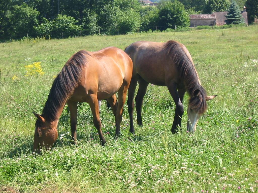 La Rolandie Haute Limeuil Luaran gambar